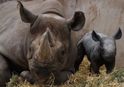 Poachers kill 13 rare rhinos in India 