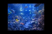 Scientists find active community at Earth's deepest spot 
