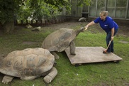 Coral atoll where giant tortoises outnumber man 10,000:1 