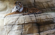 Cameras to track tiger numbers in Bangladesh census 
