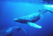 World's biggest creature tracked by its song 