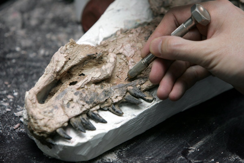 New quest to study 'living fossil' coelacanth 