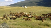 Arabs eager to buy natural meat from Kazakhstan