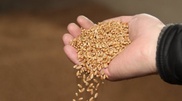 Kazakhstan to sow wheat at 13 million hectares in 2013