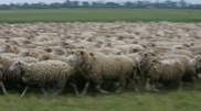 Sheep population goes down in Kazakhstan