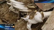 Meltwater washes out tombs at Semei old cemetery