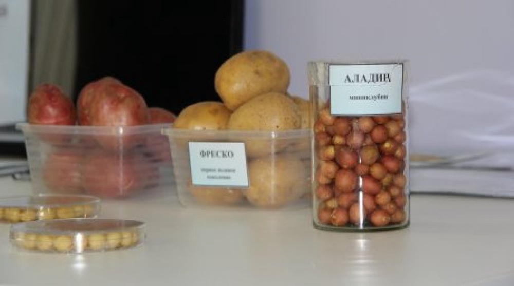 Kazakhstan to harvest its first virus-free potatoes in September