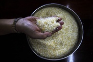 Salt-tolerant rice bred at Philippines institute 