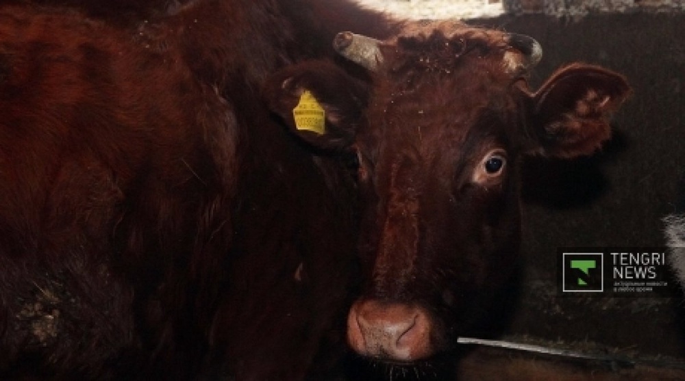 KazAgroFinance sues sick cattle supplier