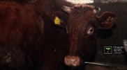 KazAgroFinance sues sick cattle supplier