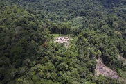 Indonesia moves towards approving deforestation plan 