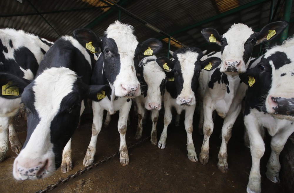 Sour French farmers miss out on baby milk boom 