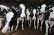 Sour French farmers miss out on baby milk boom 