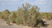 Kazakhstan to launch national center for countering desertification with UNDP