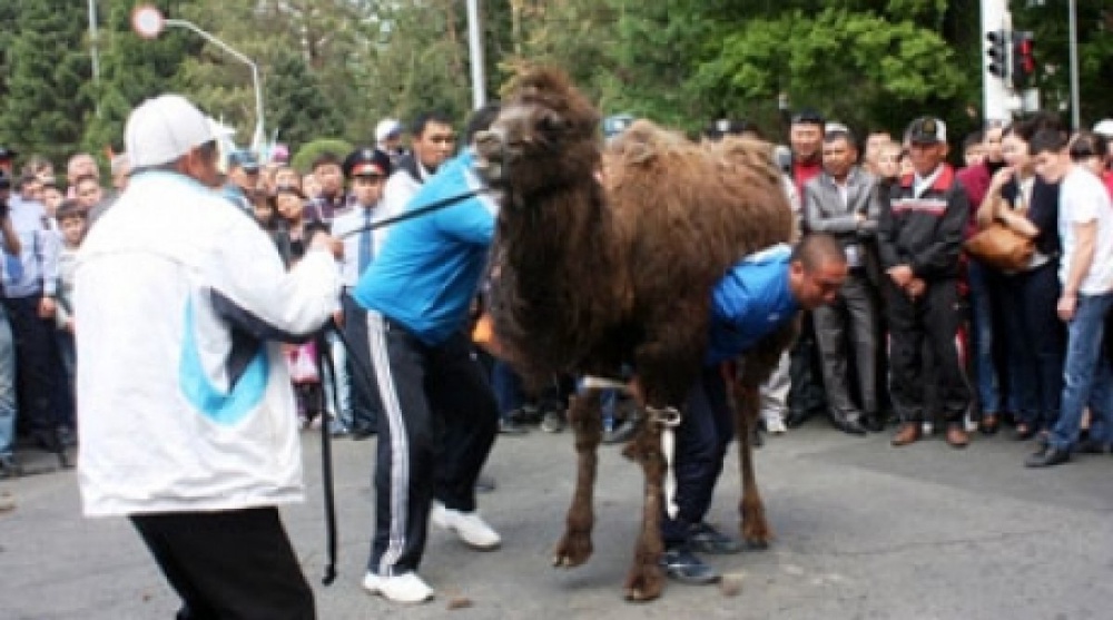 Man lifts and carries camel in Taldykorgan