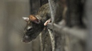 Presence of rat meat in Kazakhstan airlines' meals impossible: Healthcare Ministry