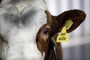 Australia halts cattle exports to Egypt 