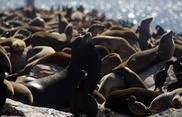 Dead sea lions found in Peru, poisoning suspected 