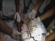 China newborn rescued from toilet pipe: report 