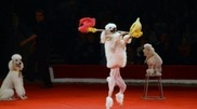 Astana hosts international circus festival