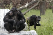 US mulls endangered status for captive chimpanzees 