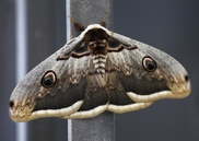 Millions of moths mass on Madrid 