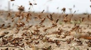 Kazakhstan and Russia join efforts to counter locusts