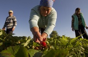 Chinese buy up Canada farms; is Beijing behind it? 