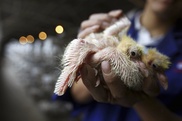 H7N9 bird flu kills about 1/3 hospitalised patients: study 