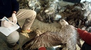 Over 1 thousand dead seagulls discovered in Kazakhstan sector of Caspian Sea
