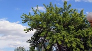 Nazarbayev calls to make Kazakhstan green