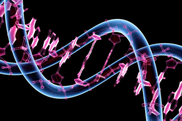 'Cousin marriage' doubles gene risk for babies: study