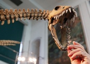 Weird fossil sheds light on dinosaurs' lost continent 