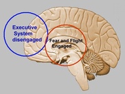 Animal studies often biased: US scientists 