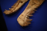 Plant-eating dinos regrew teeth every 1-2 months: study 