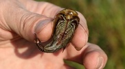 Strange lake creature brought to South Kazakhstan rescuers