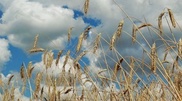 Kazakhstan hopes to reap 15 million tons of grain in net weight: KazAgro National Company