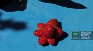 Semey gardeners boast 'no radiation' mutant plants