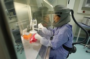 Gene interplay helps to explain dengue's spread 