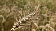 Kazakhstan to harvest over 16 million tons of grain