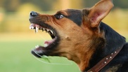 Family dog kills two-year-old boy in Australia 