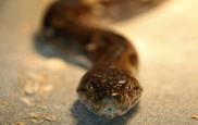 Escaped python kills two young children in Canada 