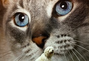 No pet hates as dog donates blood to save cat 