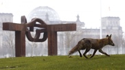 London, a playground for 10,000 urban foxes 