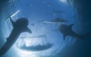 Indian Ocean paradise island beset by shark controversy 