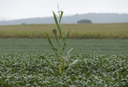 Crop pests moving polewards through global warming