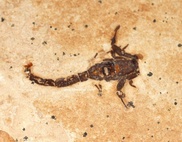 'Oldest' Gondwana land creature discovered