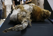 New study points finger at climate in mammoth's demise