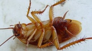 Gigantic cockroaches roam Ust-Kamenogorsk