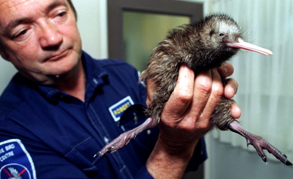 'Tragedy' as endangered kiwi die in New Zealand zoo